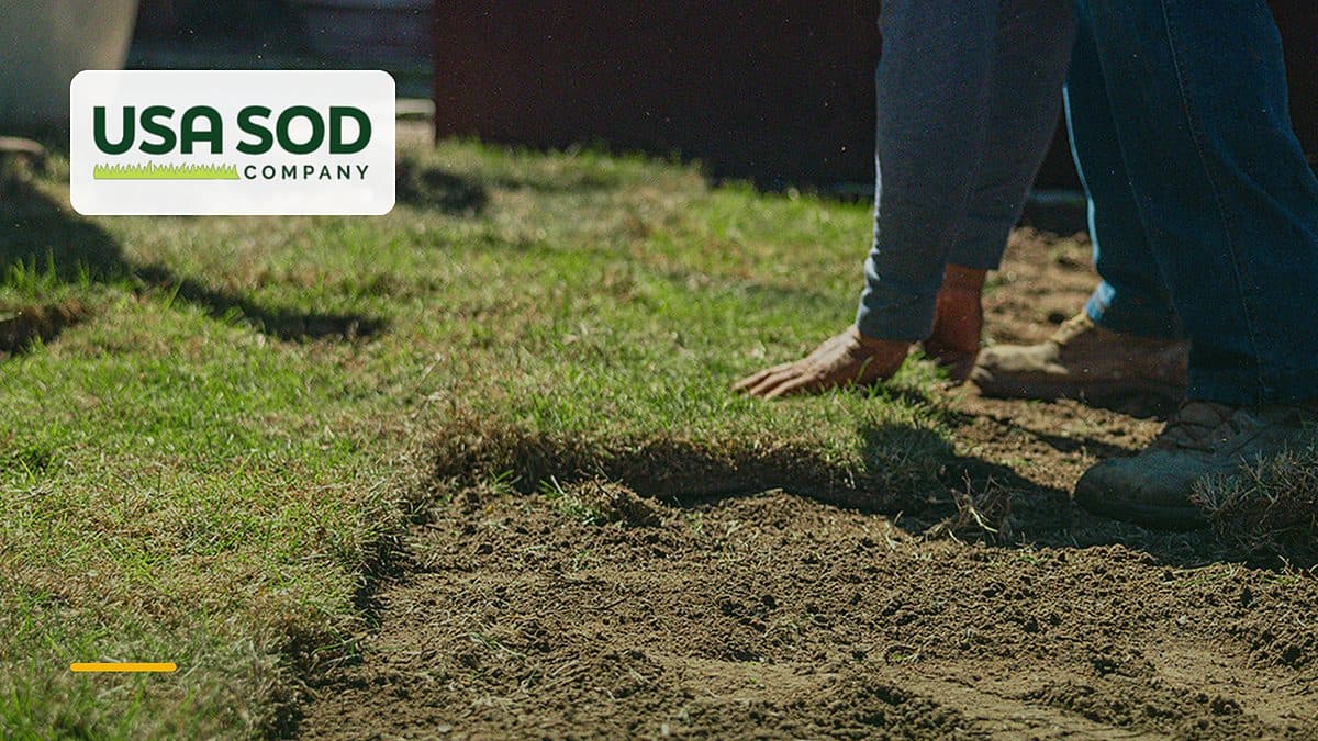 Can You Pick Up Sod Yourself? Pickup vs. Delivery, Explained