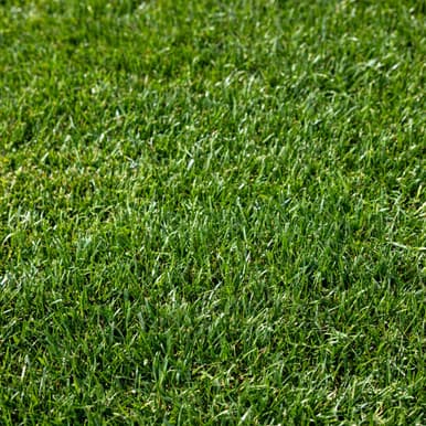 Tall Fescue sod